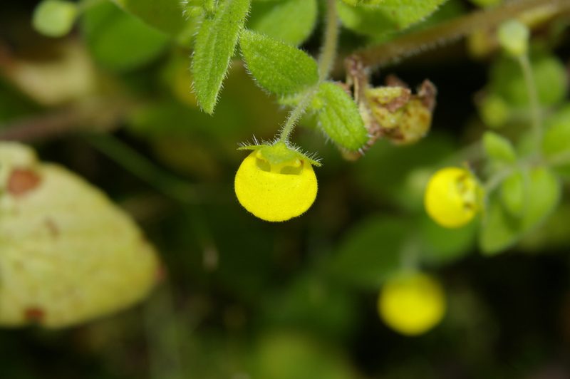 Calceolaria dichotoma, photographed by Don Johnston