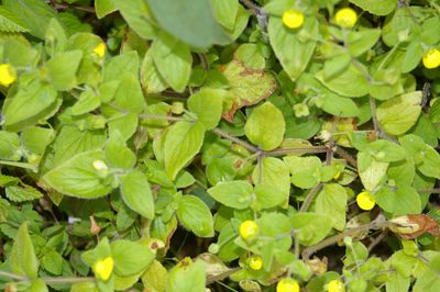 Calceolaria dichotoma, photographed by Don Johnston
