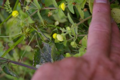 Calceolaria dichotoma, photographed by Don Johnston