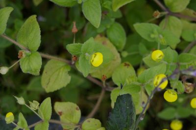 Calceolaria dichotoma, photographed by Don Johnston