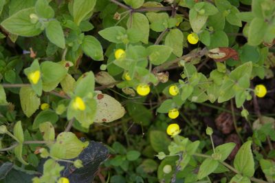 Calceolaria dichotoma, photographed by Don Johnston
