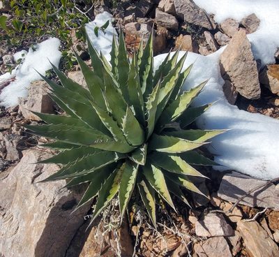 Agave chrysantha, photographed by Sean Krieg