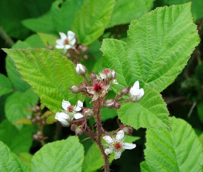Rubus hirtus, photographed by Kostas Zontanos