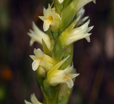 Spiranthes porrifolia, photographed by Steve Matson