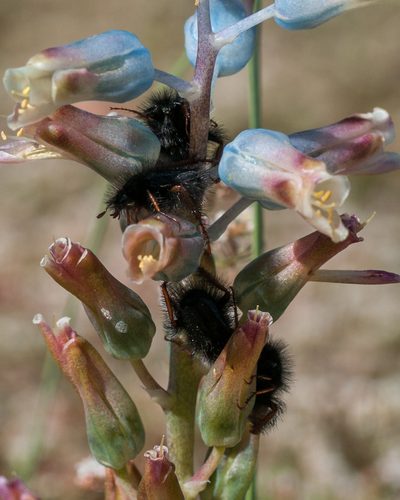 Lachenalia mediana, photographed by magriet b