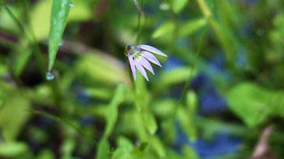 Lobelia chinensis, photographed by りなべる