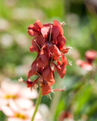 Indigofera discolor, photographed by magriet b