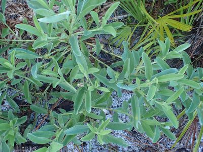 Lupinus floridanus, photographed by Valerie Anderson