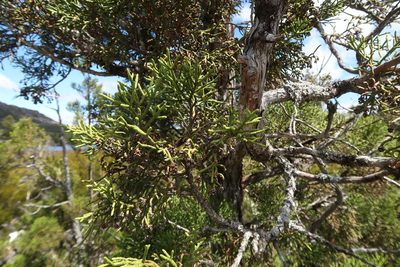 Athrotaxis cupressoides, photographed by Cowirrie