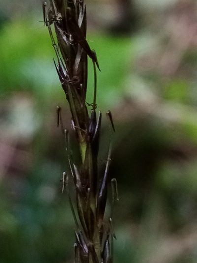 Carex corynoidea, photographed by Joe Potter Butler