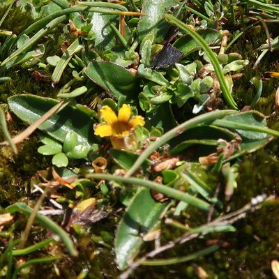 Goodenia montana, photographed by Cowirrie