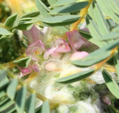 Astragalus thracicus, photographed by Kostas Zontanos