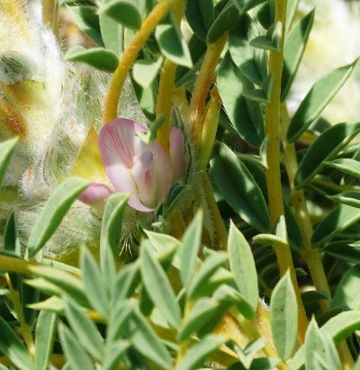 Astragalus thracicus, photographed by Kostas Zontanos