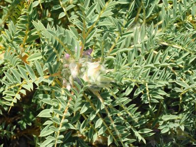 Astragalus thracicus, photographed by Kostas Zontanos