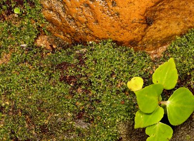 Hyophila involuta, photographed by Wynand Uys