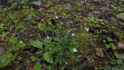 Androsace umbellata, photographed by Cheng-Te Hsu