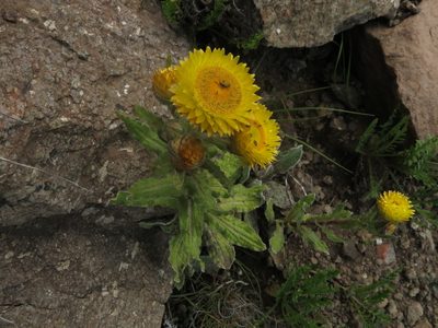 Helichrysum tenax, photographed by Peter Warren