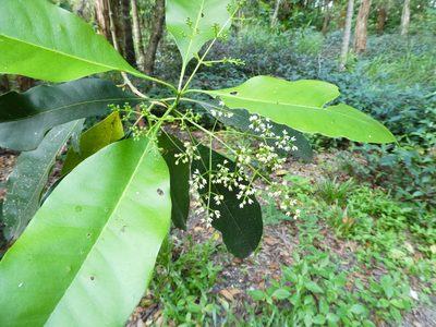 Chionanthus ramiflorus, photographed by Steve Fitzgerald