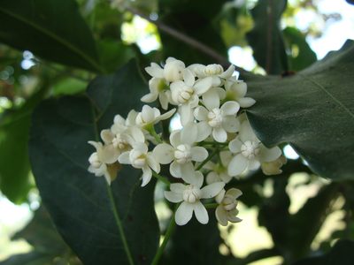 Mespilodaphne veraguensis, photographed by Alexis López Hernández