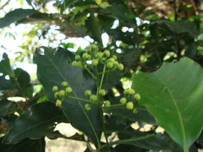 Mespilodaphne veraguensis, photographed by Alexis López Hernández