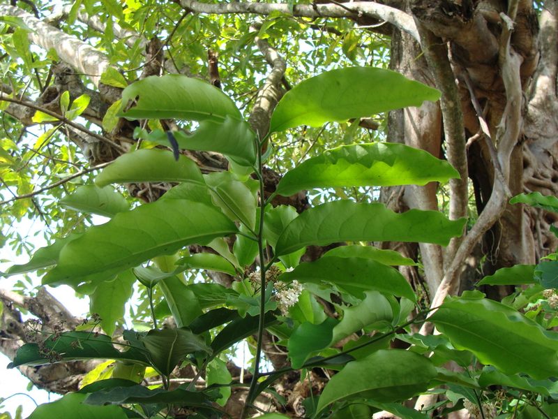 Mespilodaphne veraguensis, photographed by Alexis López Hernández