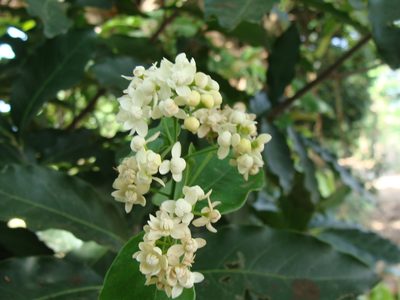 Mespilodaphne veraguensis, photographed by Alexis López Hernández