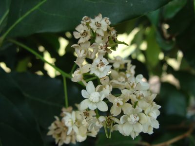 Mespilodaphne veraguensis, photographed by Alexis López Hernández
