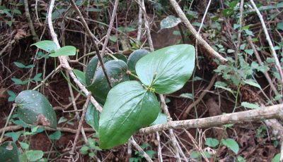 Oryctanthus cordifolius, photographed by Alexis López Hernández