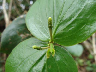 Oryctanthus cordifolius, photographed by Alexis López Hernández