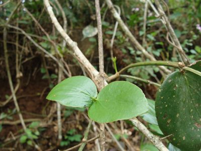 Oryctanthus cordifolius, photographed by Alexis López Hernández