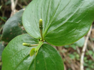 Oryctanthus cordifolius, photographed by Alexis López Hernández