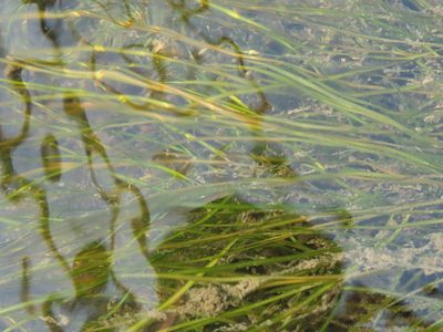 Potamogeton pusillus, photographed by chiuluan