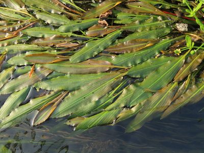 Potamogeton wrightii, photographed by chiuluan