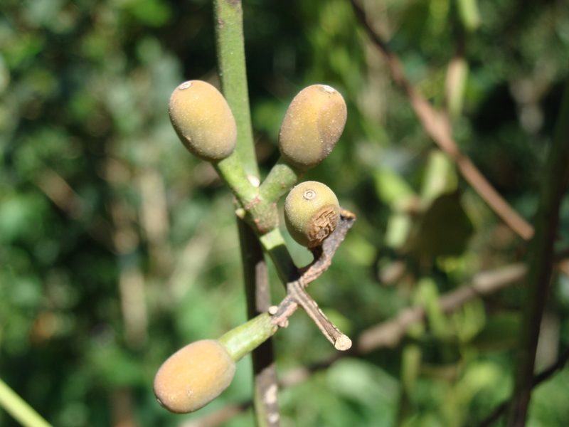 Struthanthus orbicularis, photographed by Alexis López Hernández