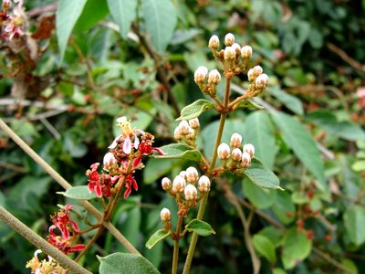 Heteropterys brachiata, photographed by Alexis López Hernández