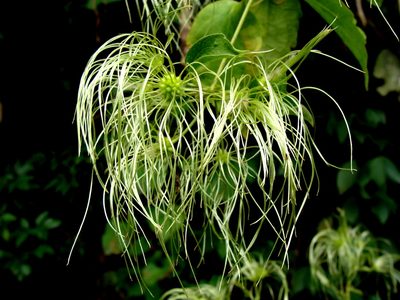 Clematis grossa, photographed by Alexis López Hernández