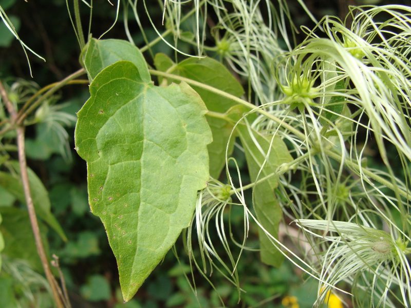 Clematis grossa, photographed by Alexis López Hernández