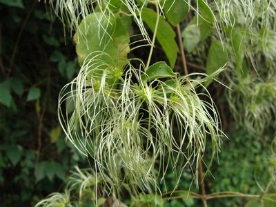 Clematis grossa, photographed by Alexis López Hernández