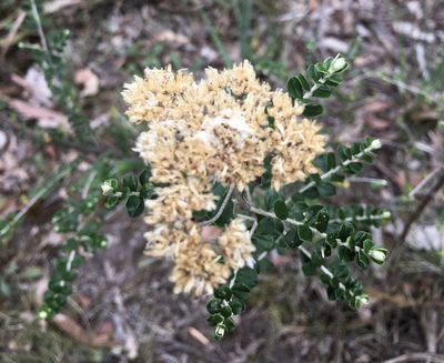 Ozothamnus obcordatus, photographed by yatesy