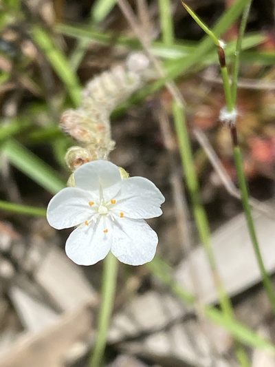 Drosera petiolaris, photographed by Richard Fuller