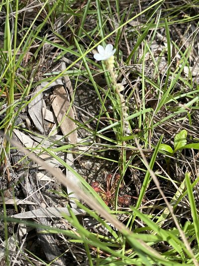 Drosera petiolaris, photographed by Richard Fuller