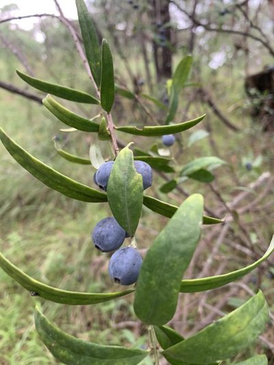 Santalum obtusifolium, photographed by Guy Taseski