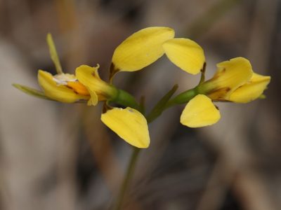 Diuris aurea, photographed by tobyyy