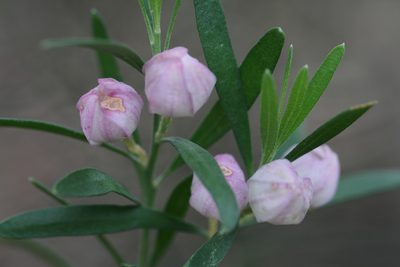 Eriostemon australasius, photographed by tobyyy