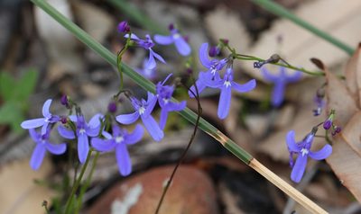 Lobelia dentata, photographed by tobyyy