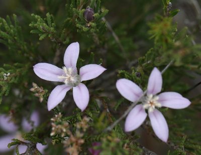Philotheca reichenbachii, photographed by tobyyy