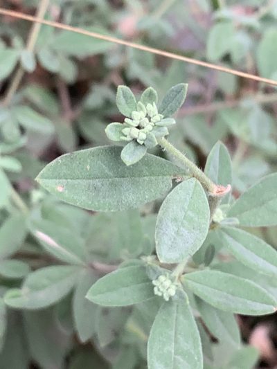Zieria cytisoides, photographed by Guy Taseski
