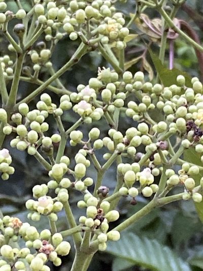 Leea nova-guineensis, photographed by Richard Fuller