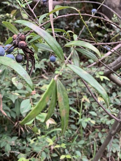 Santalum obtusifolium, photographed by Guy Taseski