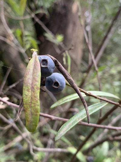Santalum obtusifolium, photographed by Guy Taseski